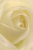 This evocative image draws you right into the tender heart of a cream-white rose, enfolding you in its spiral of silken petals as if you were sheltered there, safe and at peace. Each unfurling layer invites the imagination to explore its soft, dew-kissed texture-nearly weightless and cool, delicate as the morning mist that rises off the docks. There's a gentle luminosity here, as daylight falls across the ivory folds and chases tiny shadows into the rose's core, creating both depth and a hush of quiet drama. The atmosphere radiates tranquility: it calls to mind the stillness of a Docklands morning, or the tender strength found in acts of remembrance and new beginnings shared among friends and neighbours. As a florist in Docklands, I see this bloom as the purest emblem of reverence-equally appropriate for marking new chapters or offering solace. Its understated, lingering perfume invites you to pause and reflect, bringing a sense of comfort that echoes through homes and heartfelt gatherings along the Thames. The careful perspective reveals not only the visual artistry but the emotion and intention behind choosing such a rose-a choice made with grace, for a moment deserving both beauty and sensitivity.